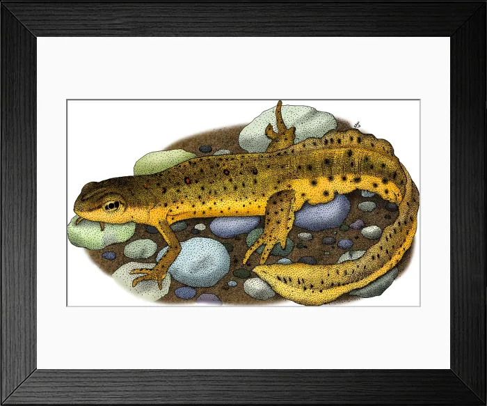 Framed Print : Eastern Newt Framed Print : Eastern Newt