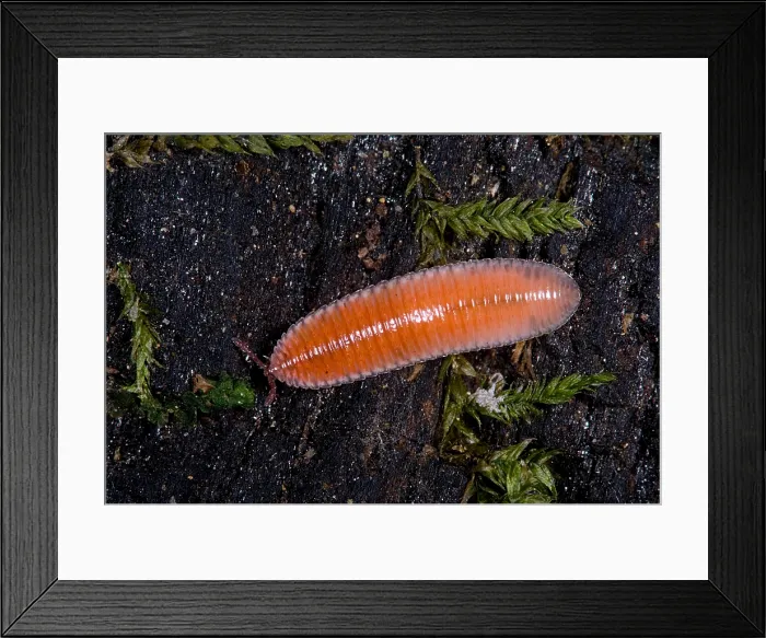Framed Print : Millipede. Bdellozonium cerviculatum, a leaf litter dwelling millipede