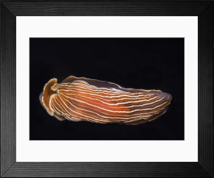 Framed Print : Nudibranch Framed Print : Nudibranch