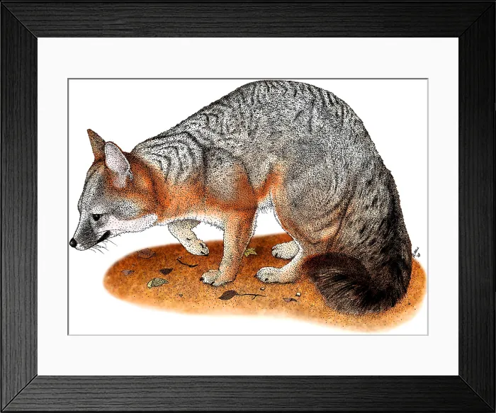 Framed Print : Gray Fox, (Urocyon cinereoargenteus)