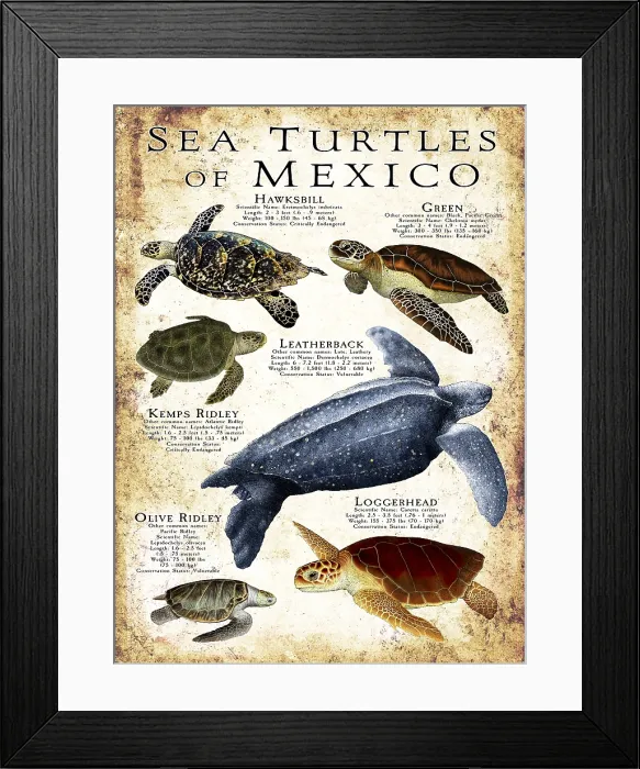 Framed Print : Sea Turtles of Mexico Framed Print : Sea Turtles of Mexico