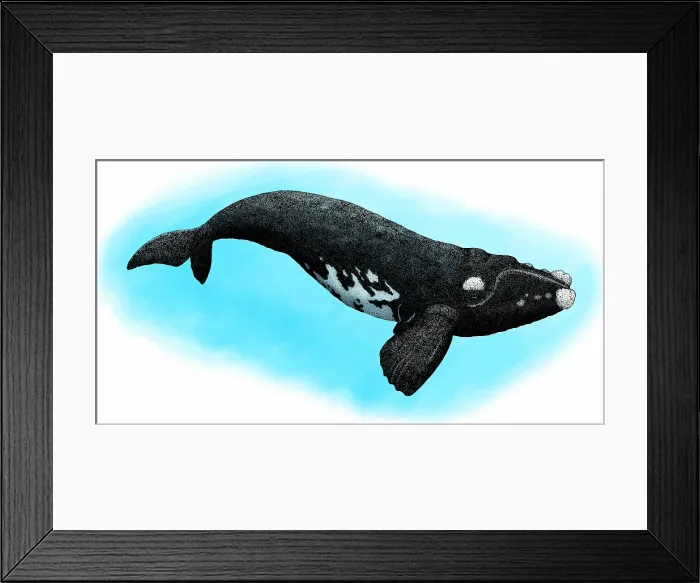 Framed Print : Southern right whale Framed Print : Southern right whale