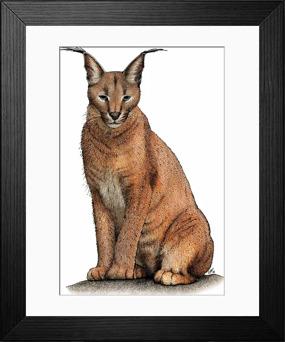 Framed Print : Caracal or desert lynx, Caracal caracal Framed Print : Caracal or desert lynx, Caracal caracal