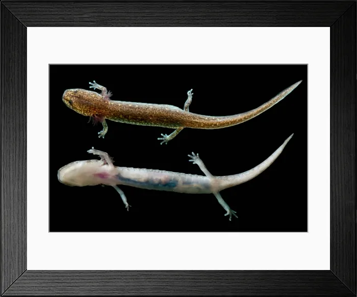Framed Print : Valdina Farms Salamander Framed Print : Valdina Farms Salamander