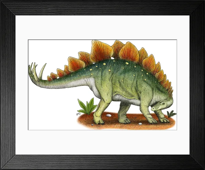Framed Print : Stegosaurus Framed Print : Stegosaurus