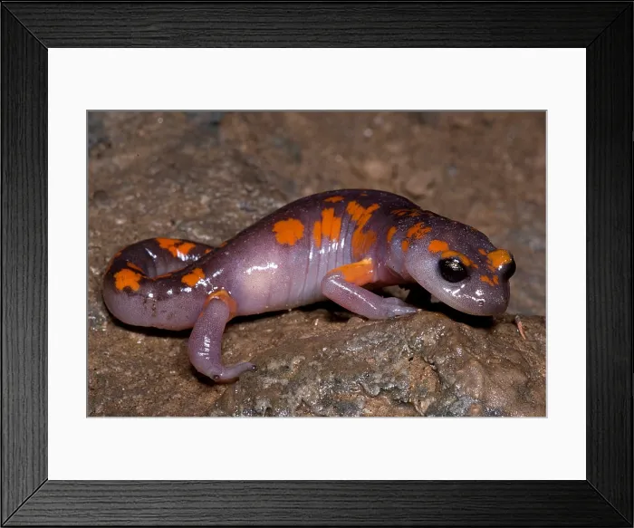 Framed Print : Painted Ensatina Salamander