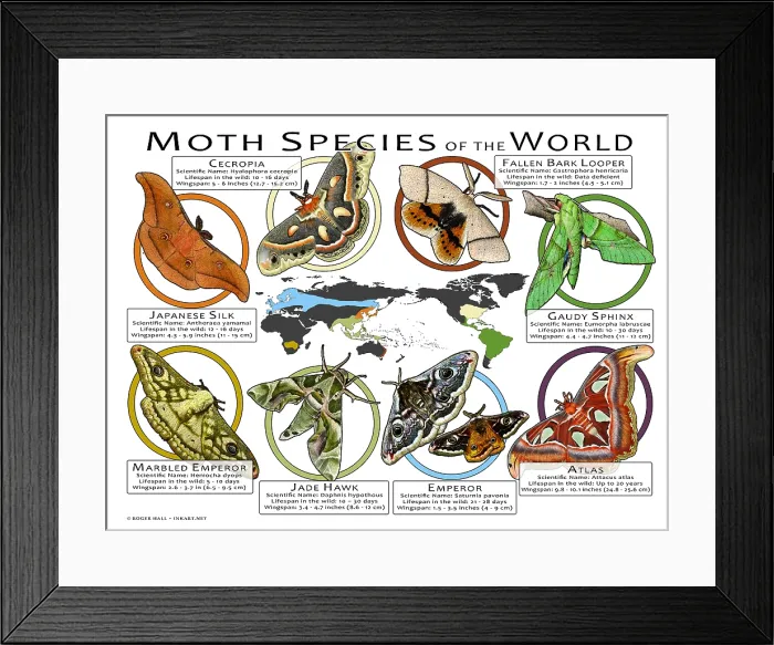 Framed Print : Moth Species of the World Framed Print : Moth Species of the World