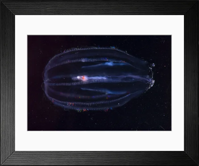 Framed Print : Comb Jelly