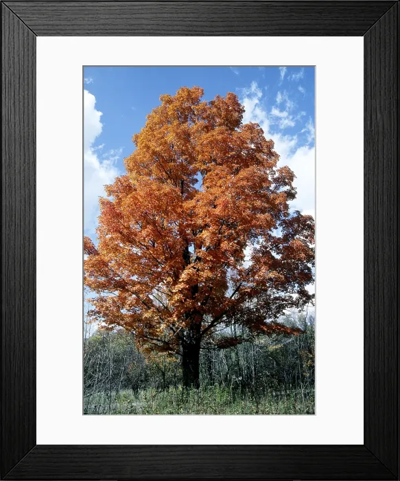Framed Print : Sugar Maple in autumn