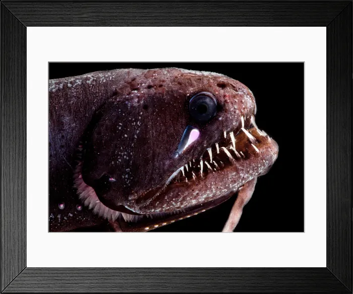 Framed Print : Threadfin Dragonfish Framed Print : Threadfin Dragonfish