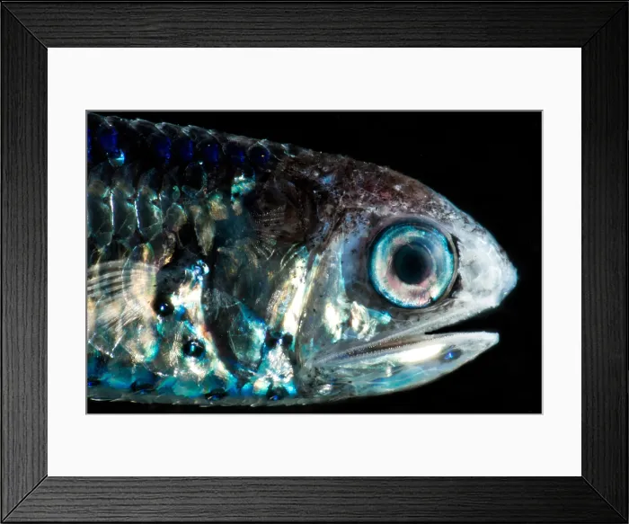Framed Print : Coco's Lanternfish (Gonichthys cocco) Framed Print : Coco's Lanternfish (Gonichthys cocco)