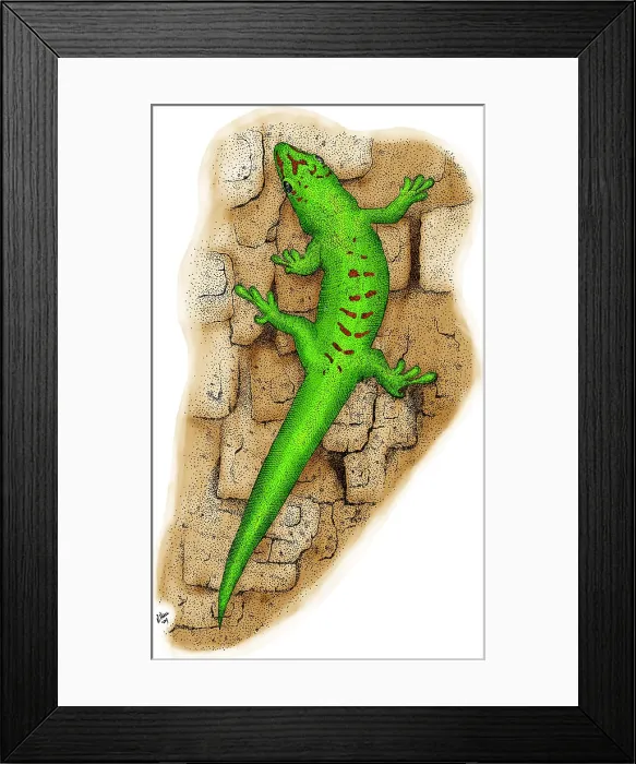 Framed Print : Giant Day Gecko