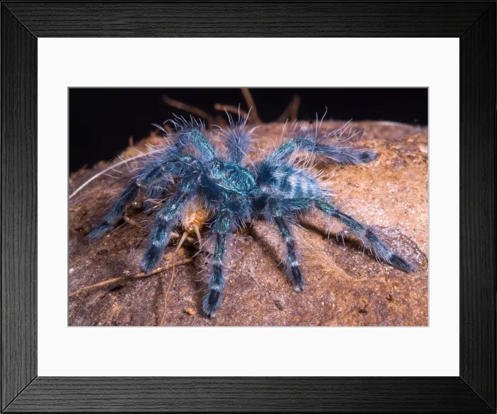Framed Print : Antilles Pinktoe Tarantula Framed Print : Antilles Pinktoe Tarantula