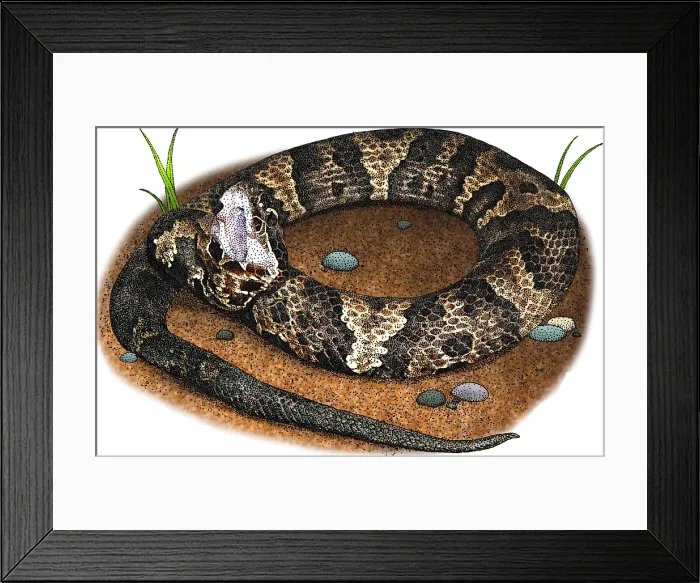Framed Print : Eastern Cottonmouth, Illustration