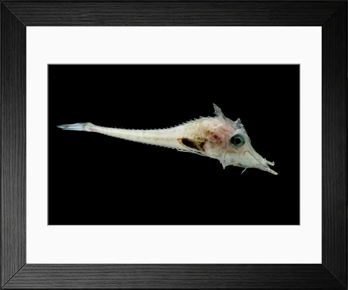 Framed Print : Armored Sea Robin (family Peristediidae) Framed Print : Armored Sea Robin (family Peristediidae)