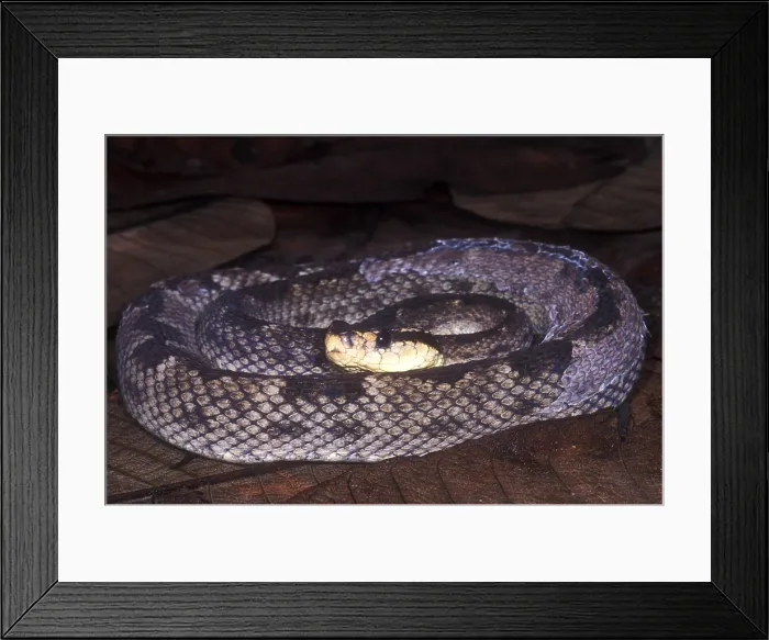Framed Print : St. Lucia Pit Viper