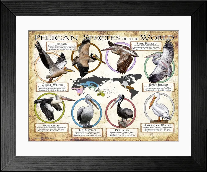 Framed Print : Pelican Species of the World Framed Print : Pelican Species of the World