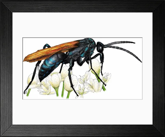 Framed Print : Tarantula Hawk Wasp Framed Print : Tarantula Hawk Wasp