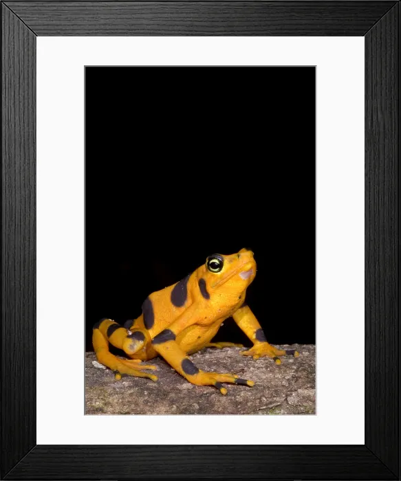 Framed Print : Harlequin Toad Framed Print : Harlequin Toad