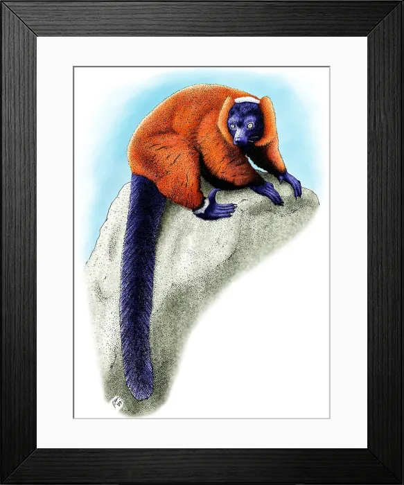 Framed Print : Red Ruffed Lemur Framed Print : Red Ruffed Lemur