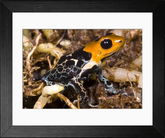 Framed Print : Crowned Poison Frog Framed Print : Crowned Poison Frog
