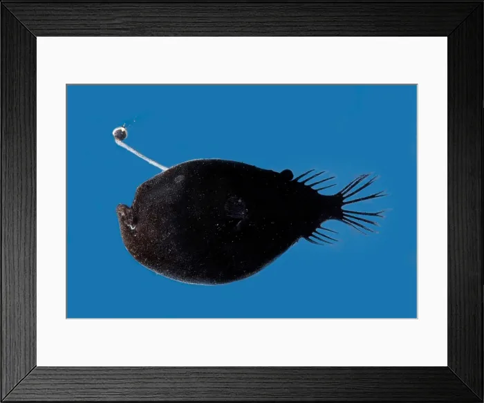 Framed Print : Triplewart Seadevil Framed Print : Triplewart Seadevil