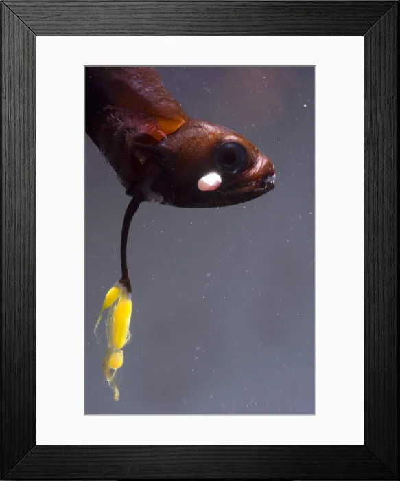 Framed Print : Barbeled Dragonfish