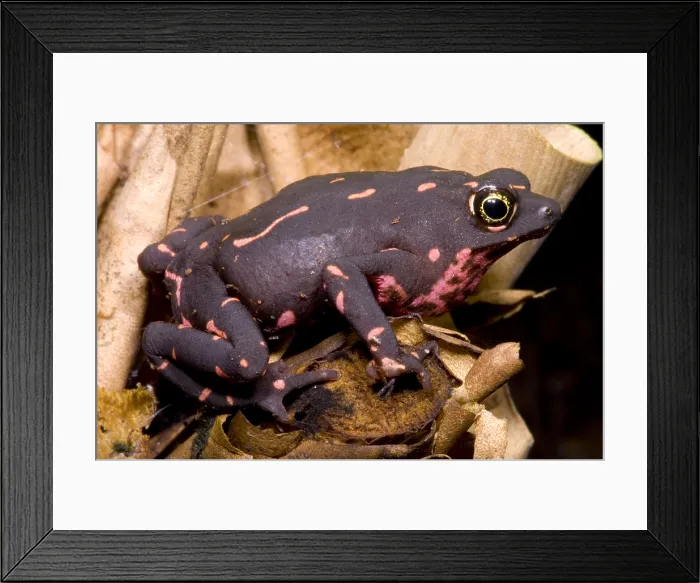 Framed Print : Harlequin Frog