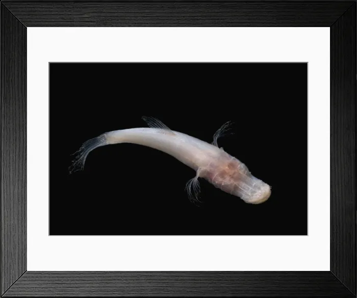 Framed Print : Alabama Cavefish