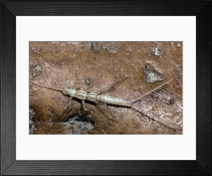 Framed Print : Cave Dipluran