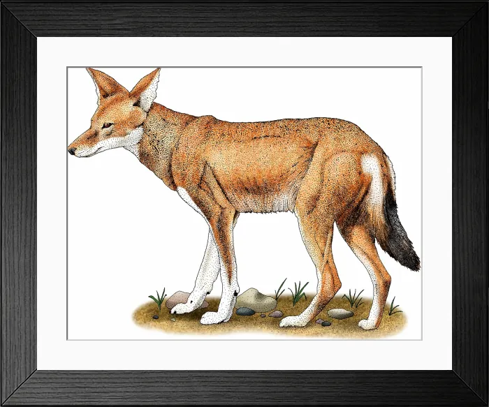 Framed Print : Ethiopian wolf