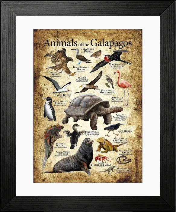 Framed Print : Animals of The Galapagos Framed Print : Animals of The Galapagos