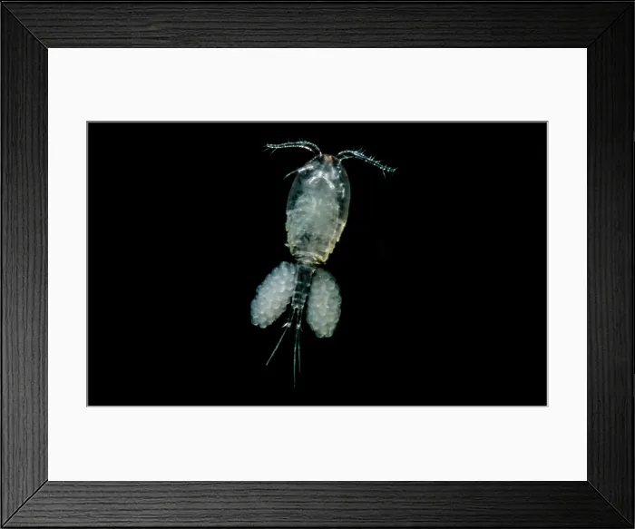Framed Print : Freshwater Copepod (Cyclops) Framed Print : Freshwater Copepod (Cyclops)