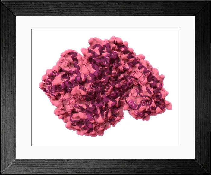 Framed Print : Alanine Transaminase, Molecular Model