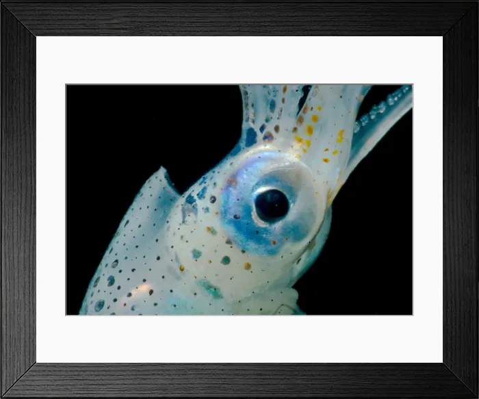 Framed Print : Oceanic squid (Walvisteuthis jeremiahi) Framed Print : Oceanic squid (Walvisteuthis jeremiahi)