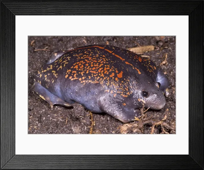 Framed Print : Mexican Burrowing Toad Framed Print : Mexican Burrowing Toad