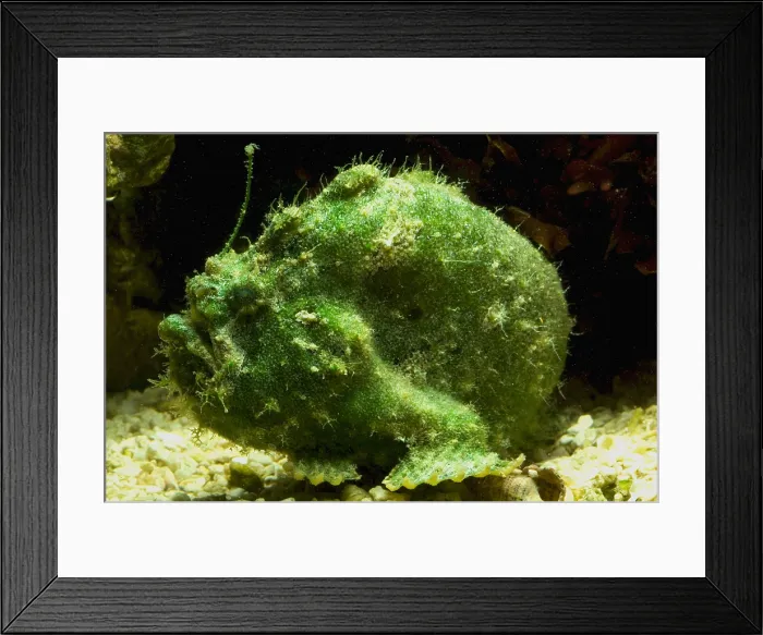 Framed Print : Frogfish, Antennarius sp. are some of the most cryptic predators found Framed Print : Frogfish, Antennarius sp. are some of the most cryptic predators found