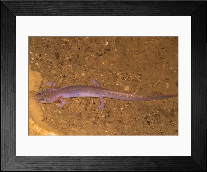 Framed Print : Ozark Blind Cave Salamander Framed Print : Ozark Blind Cave Salamander