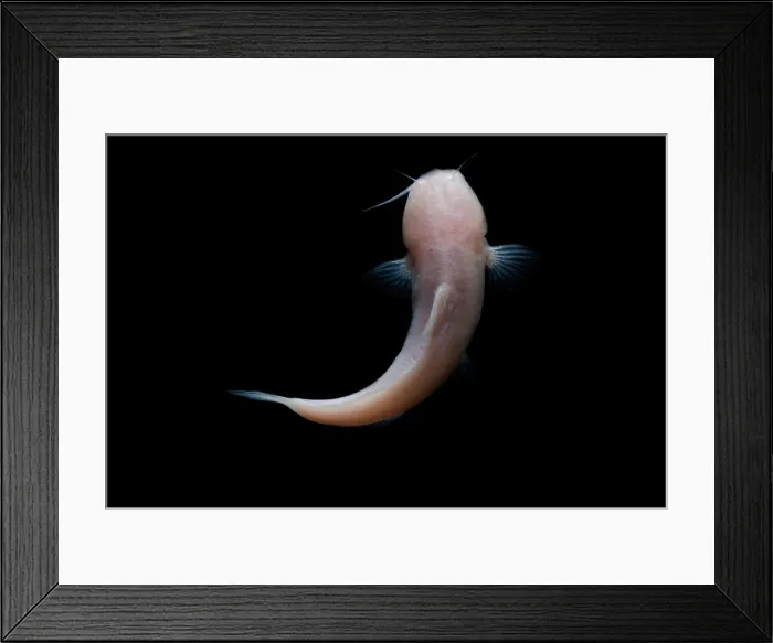 Framed Print : Mexican Blindcat Framed Print : Mexican Blindcat