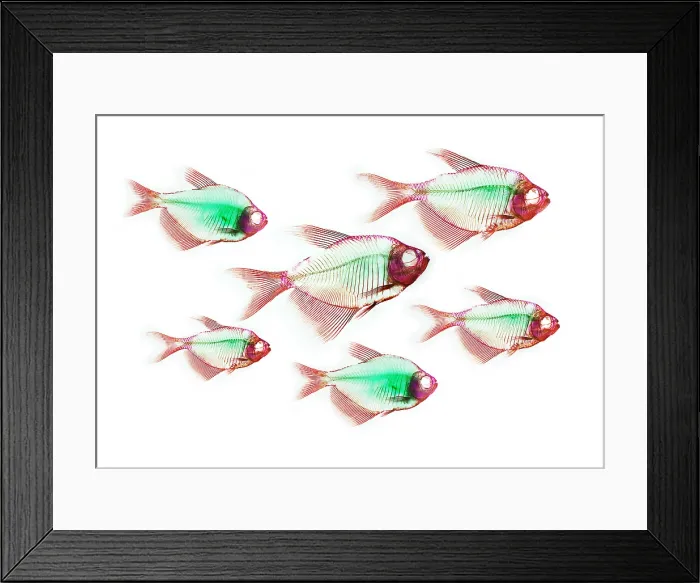 Framed Print : Fish Skeletons Framed Print : Fish Skeletons
