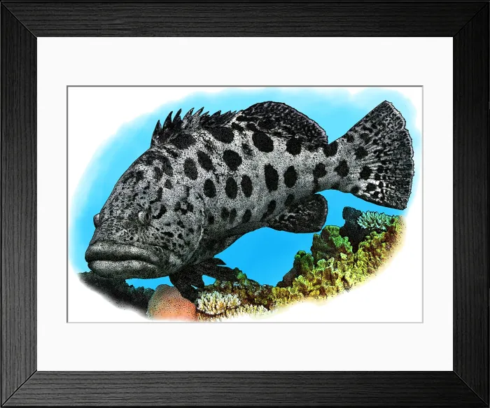 Framed Print : Potato Cod Framed Print : Potato Cod