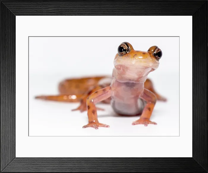 Framed Print : Cave Salamander, Eurycea lucifuga
