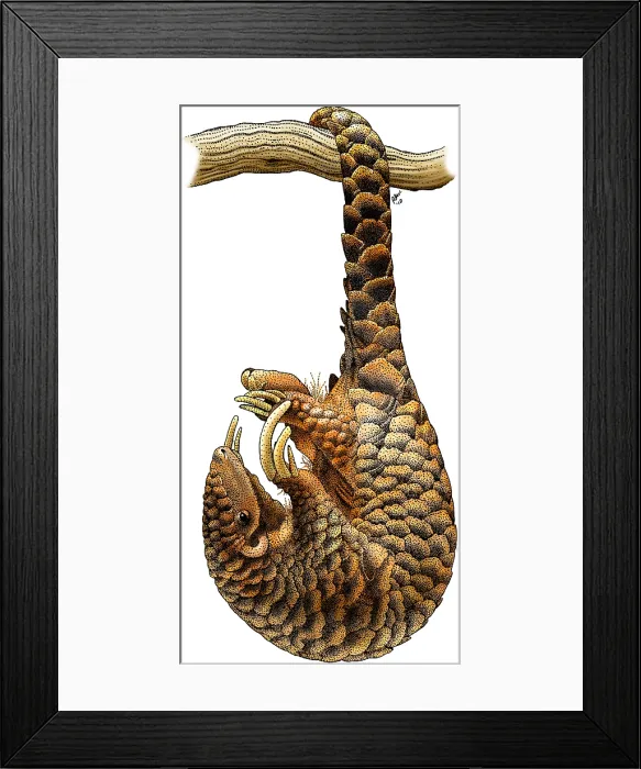 Framed Print : Chinese Pangolin Framed Print : Chinese Pangolin