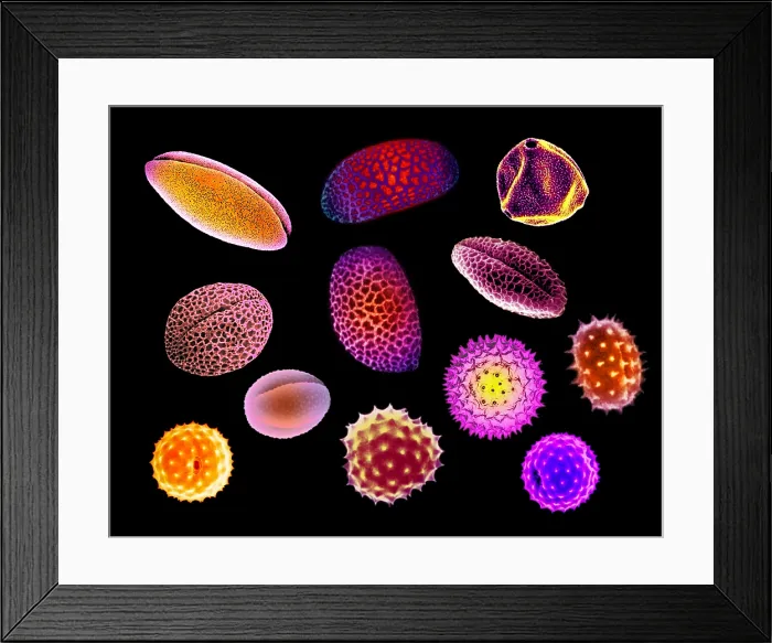 Framed Print : Pollen Grains Framed Print : Pollen Grains