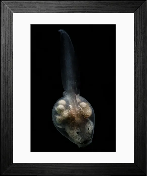 Framed Print : Anotheca spinosa tadpole Framed Print : Anotheca spinosa tadpole