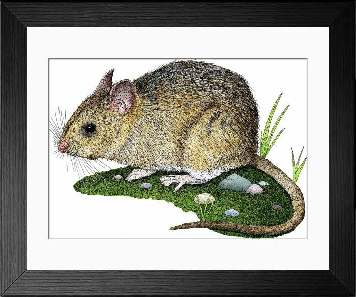 Framed Print : Dusky-footed Wood Rat Framed Print : Dusky-footed Wood Rat