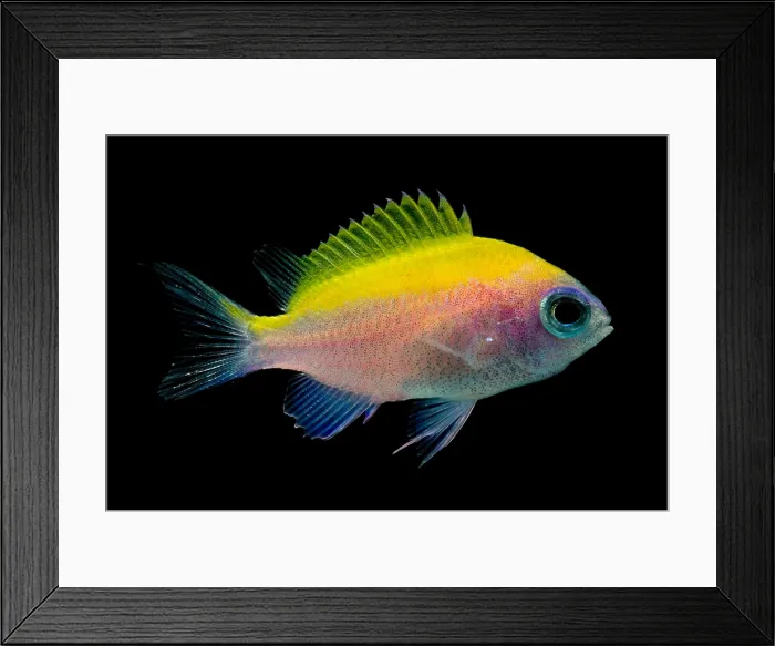 Framed Print : Sunshine Chromis Framed Print : Sunshine Chromis