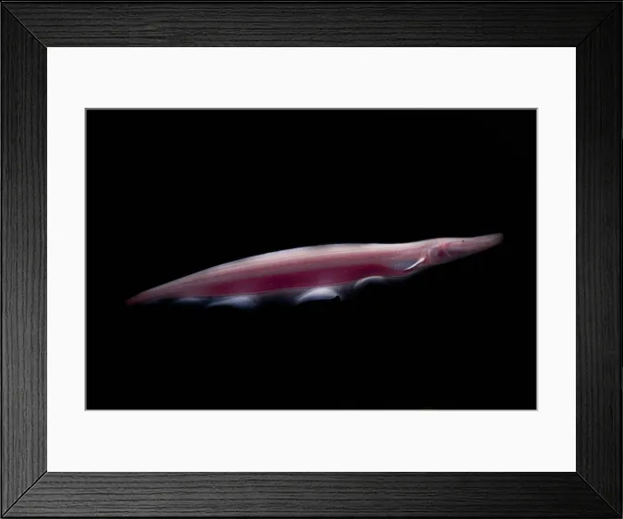 Framed Print : Pink Dolphin Knifefish Framed Print : Pink Dolphin Knifefish
