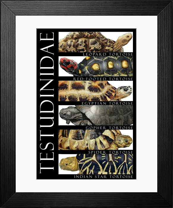 Framed Print : Tortoises, Poster Framed Print : Tortoises, Poster