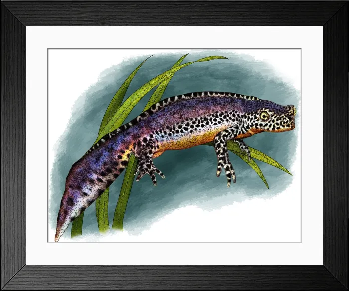 Framed Print : Alpine newt Framed Print : Alpine newt